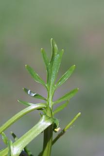 Barbarea verna, leaf - on upper stem