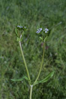 Valerianella radiata, inflorescence - whole - unspecified