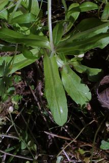 Valerianella radiata, leaf - basal or on lower stem