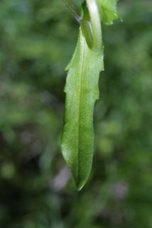 Valerianella radiata, leaf - on upper stem