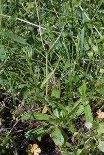 Valerianella radiata, whole plant - in flower - general view
