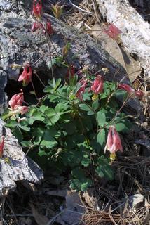 Aquilegia canadensis, whole plant - in flower - general view