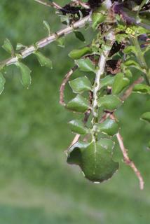Barbarea verna, leaf - basal or on lower stem
