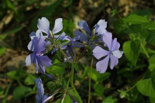 Phlox divaricata, inflorescence - whole - unspecified