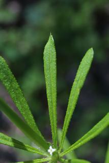 Galium aparine, leaf - on upper stem