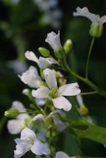 Cardamine bulbosa, inflorescence - frontal view of flower