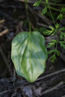 Cardamine bulbosa, leaf - basal or on lower stem
