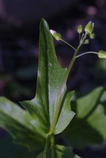 Cardamine bulbosa, leaf - on upper stem