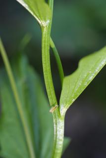 Cardamine bulbosa, stem - showing leaf bases