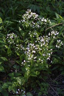 Cardamine bulbosa, whole plant - in flower - general view