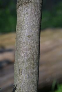 Staphylea trifolia, bark - of a medium tree or large branch