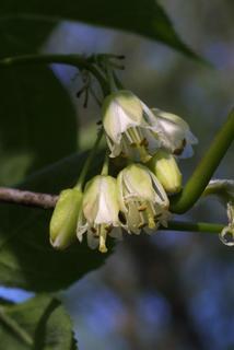 Staphylea trifolia, inflorescence - whole - unspecified