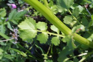 Packera glabella, leaf - on upper stem