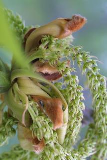 Carya laciniosa, inflorescence - ventral view of flower + perianth