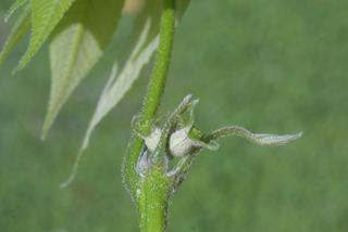 Carya laciniosa, inflorescence - whole - female