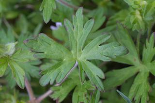 Geranium carolinianum, leaf - basal or on lower stem