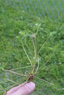 Geranium carolinianum, whole plant - in flower - general view