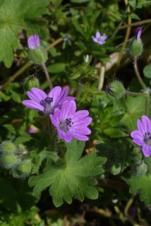 Geranium molle, inflorescence - frontal view of flower