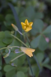 Oxalis stricta, inflorescence - frontal view of flower