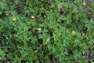 Oxalis stricta, whole plant - in flower - general view