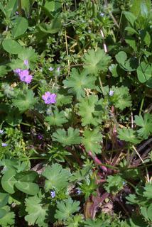 Geranium molle, whole plant - in flower - general view