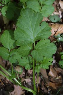 Ranunculus recurvatus, leaf - basal or on lower stem