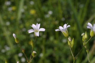 Minuartia patula, inflorescence - lateral view of flower