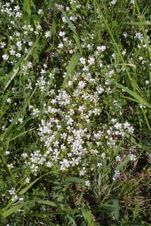 Minuartia patula, whole plant - in flower - general view