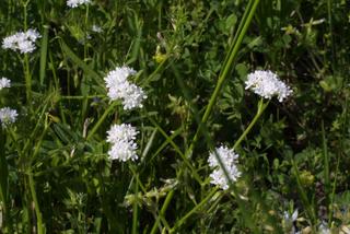 Valerianella umbilicata, inflorescence - whole - unspecified