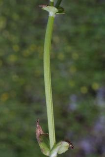 Valerianella umbilicata, stem - showing leaf bases