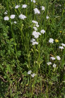 Valerianella umbilicata, whole plant - in flower - general view