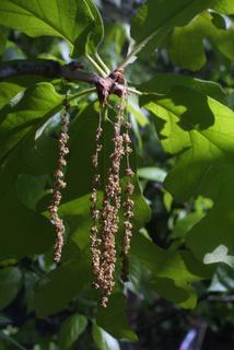 Quercus stellata, inflorescence - whole - male