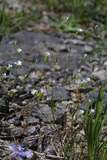 Minuartia patula, whole plant - in flower - general view