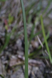 Eleocharis compressa, leaf - basal or on lower stem