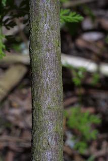 Rhus aromatica, bark - of a small tree or small branch