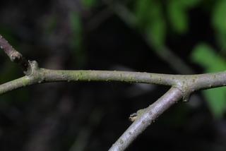 Rhus aromatica, twig - winter overall