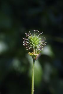 Ranunculus recurvatus, fruit - juvenile