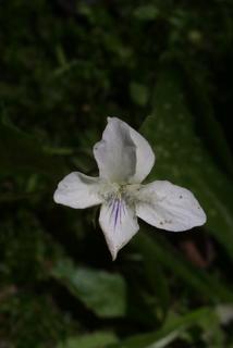 Viola striata, inflorescence - frontal view of flower