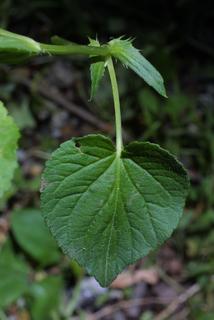 Viola striata, leaf - on upper stem