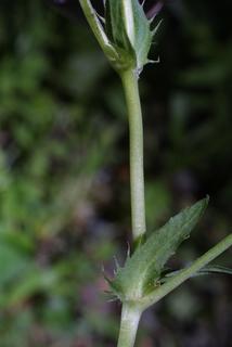 Viola striata, stem - showing leaf bases