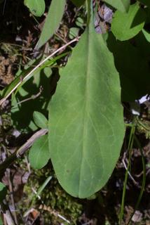 Krigia biflora, leaf - basal or on lower stem