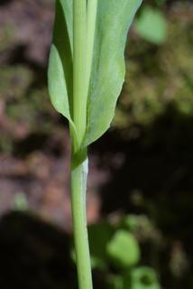 Krigia biflora, stem - showing leaf bases