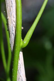 Menispermum canadense, twig - orientation of petioles