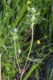 Geranium carolinianum, inflorescence - whole - unspecified