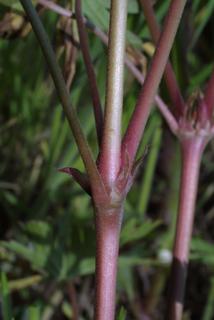 Geranium carolinianum, stem - showing leaf bases