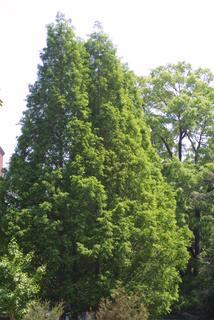 Metasequoia glyptostroboides, whole tree - general