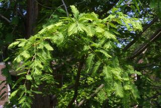 Metasequoia glyptostroboides, leaf - showing orientation on twig