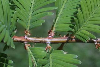 Metasequoia glyptostroboides, twig - showing attachment of needles