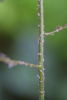 Heuchera americana, stem - showing leaf bases