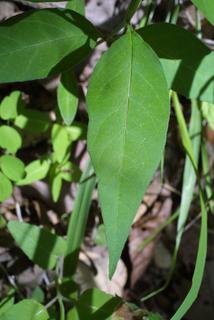 Asclepias quadrifolia, leaf - on upper stem